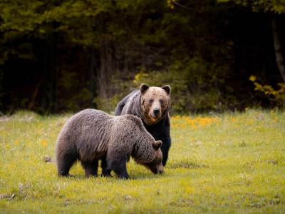  Medvjedi ubili 13 ljudi u Japanu 