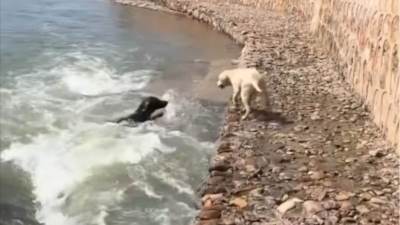  Pas spasio drugog iz vode 