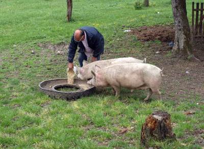  Zabaranjen uvoz svinjskog mesa iz Srbije zbog afričke kuge 