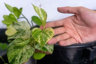  Biljka koja pročišćava vazduh 