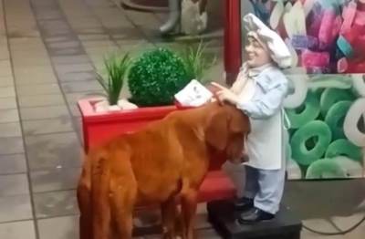  Snimak psa lutalice koji hoće da se mazi 