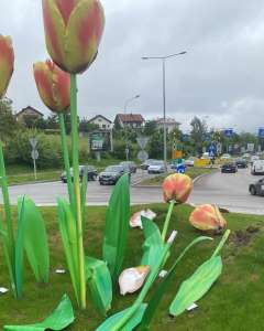  Uništeni tulipani na kružnom toku u Banjaluci 