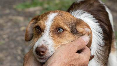  Zašto pas gleda vlasnika 