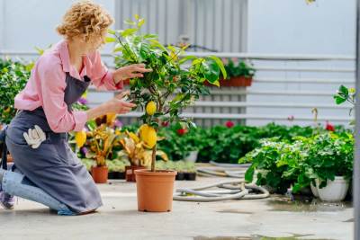  Za ljubav i sreću treba da gajite samo 2 drveta 