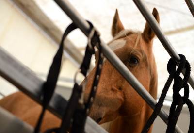  Konj na terasi usred Zemuna?! 