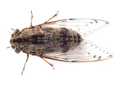  Najstariji fosil cvrčka u Njemačkoj 