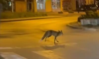  Neočekivani gost u Banjaluci: Lisica prošetala parkingom tržnog centra! 