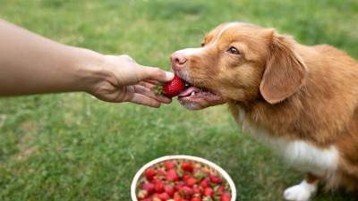  smiju li psi jedi jagode 