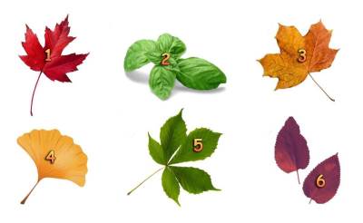  Test ličnosti kojom osobinom privlačite ljude 