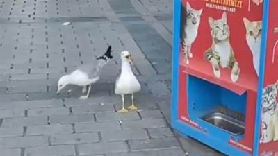  Galebovi se pretvaraju da su mačke 