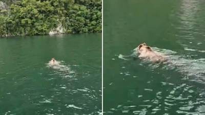  Medvjed snimljen kako pliva u Drini 