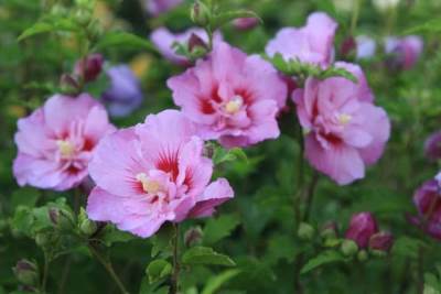  5 prelijepih biljaka za ljubitelje bez vremena i iskustva 