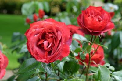  Kako spasiti biljke od rđe 