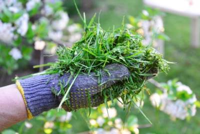  Kako iskoristiti pokošenu travu 