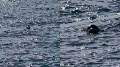  Sredozemna medvjedica viđena u Crnoj Gori 