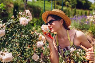  Kako se orezuju precvjetale ruže 