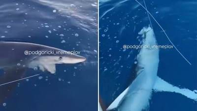  Ajkula snimljena kod Petrovca 