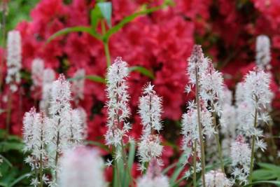  Gvozdeni leptir tijarela višegodišnja biljka za hlad 