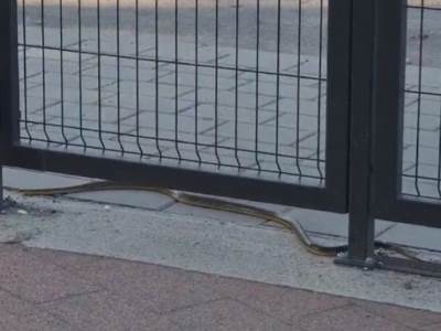  Zmija kod škole "Vuk Stefanović Karadžić" u Adi 