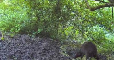  Medvjed na Banj brdu 