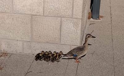  Neobična scena iz Trebinja: Patka i pačići prošetali gradom 