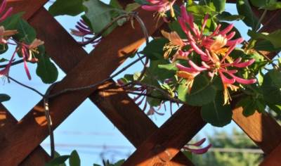  Puzavice koje se najlakše održavaju 