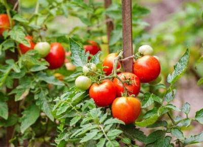  Najbolje prirodno đubrivo za paradajz 