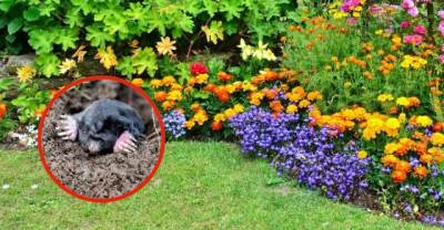  Biljke koje tjeraju krtice iz bašte 