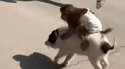  Majmun sa pelenom jaše prase 