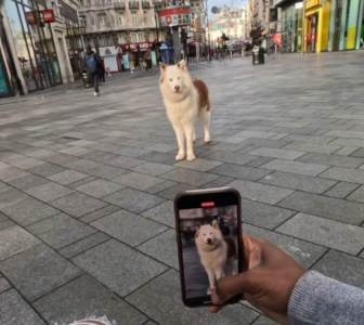  Viola najpoznatiji pas na svijetu 