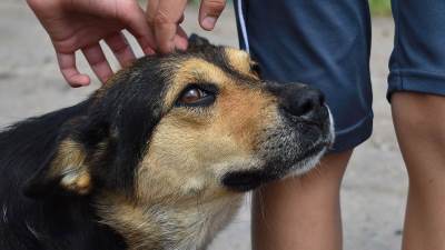  Kako ljetnje vrućine utiču na pse 