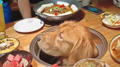  U restoranu osmislili poseban način kako da ugoste ljubimce 