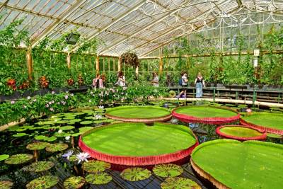  Spašavaju pčele tako što prate koje drveće posjećuju 