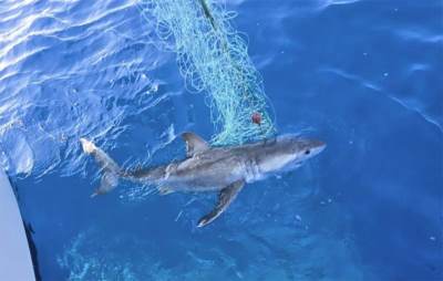  Ajkula snimljena na jadranu, poznato da li je opasna 