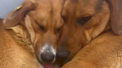  Dva psa se čvrsto grle dok spavaju u prodavnici 