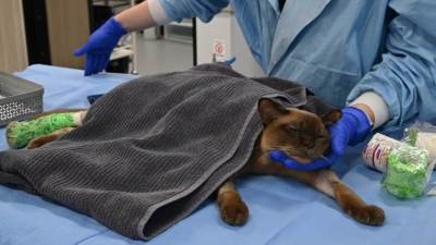  Mačka preživjela pranje u veš mašini 