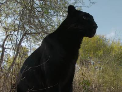  Crni panter viđen u Bugarskoj 