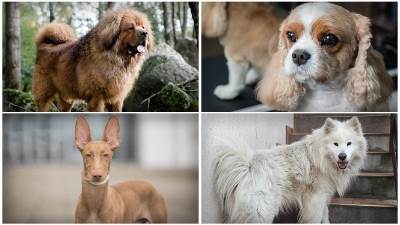  Najskuplje rase pasa 