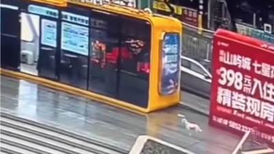  Susret ljubimca i vlasnice rasplakao Instagram 