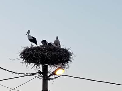  Rode se u jatu vraćaju na Sokolac 