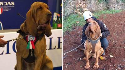  Otrovan pas heroj italije koji je spašavao ljude 