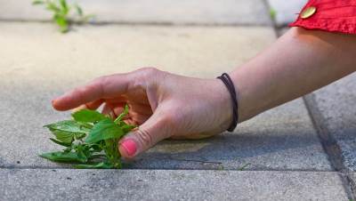  Kako se riješiti korova 