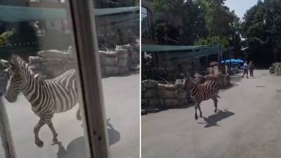 Snimak odbjegle zebre u beogradskom zoo vrtu 