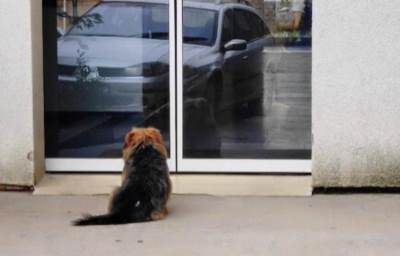  Pas čeka vlasnika pred bolnicom 