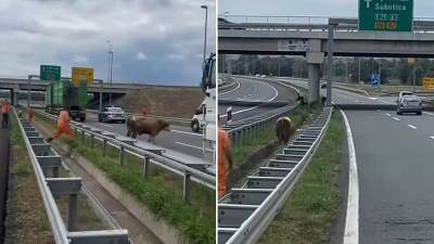Bik na auto putu kod novog sada Bik na auto putu kod novog sada