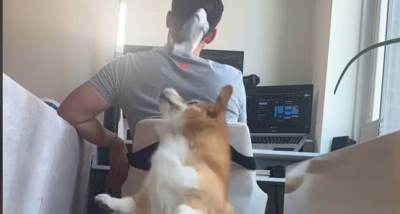  Pas gađao vlasnika ribom 