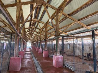  Jovo Savanović: Sumnjiva transakcija novca za azil za pse 