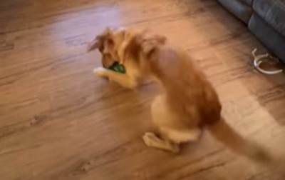  Smešan snimak psa koji se igra sa lubenicom kao da je igračka 