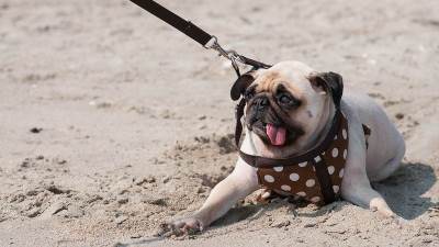  Rase pasa koje ne mogu da plivaju 