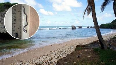  Pronađena najmanja zmija na svijetu 